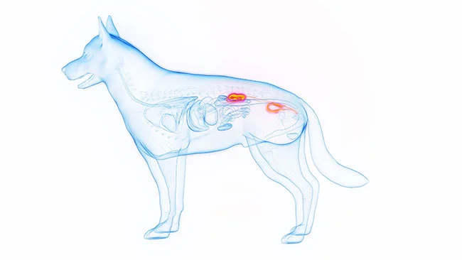 xray of dog with hot spots indicating disease